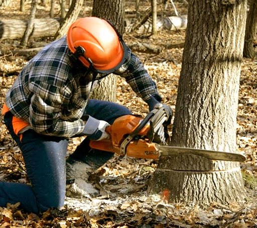 Tree Removal in Cedar Crest, NM